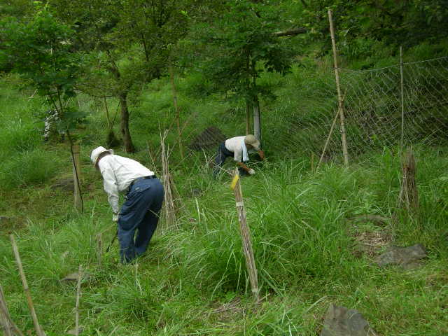 安蘇沢植樹地の草刈りと苗の手入れ　　_b0019564_23185193.jpg