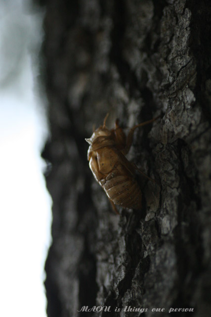 f0096666_1829796.jpg