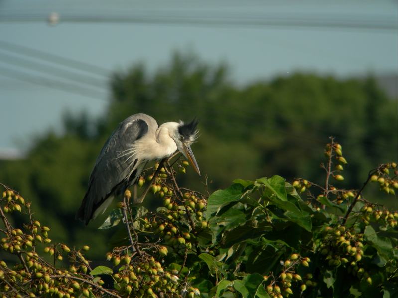 久しぶりの鳥見でした_a0053771_19285097.jpg