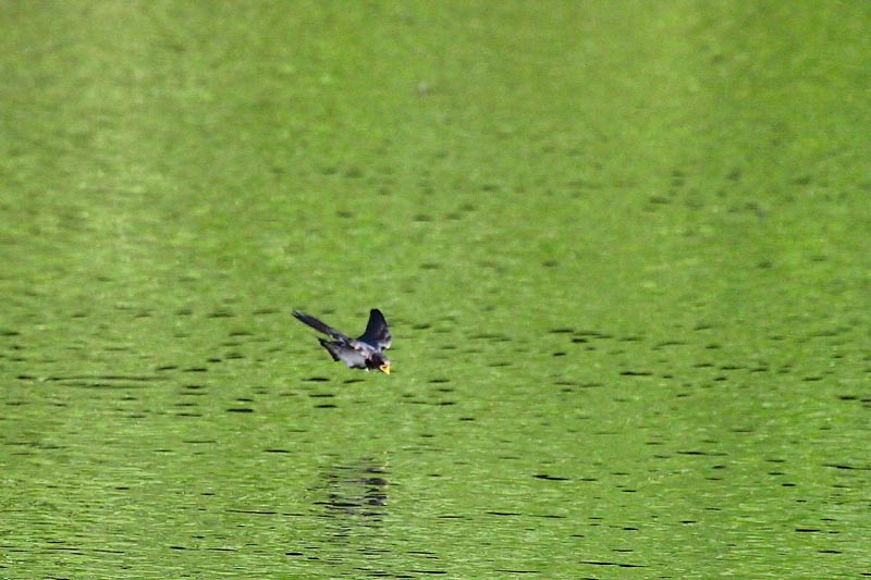 水面のツバメ_b0024798_6161229.jpg