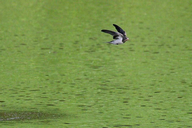 水面のツバメ_b0024798_6162643.jpg