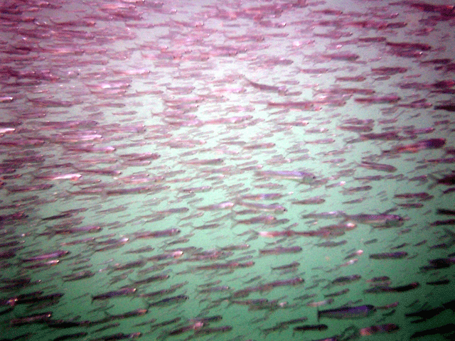 e0063003_1637910.gif