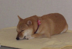 f0004309_1115618.jpg