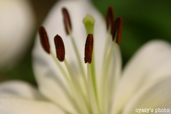 色・・・_a0071514_22445465.jpg