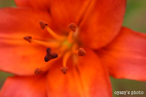 色・・・_a0071514_22451194.jpg