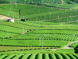 茶どころならではの絶景！「八女中央大茶園」_f0059014_0105679.jpg