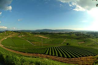 茶どころならではの絶景！「八女中央大茶園」_f0059014_07879.jpg