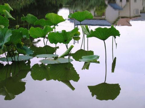 夏の水辺_b0077721_97399.jpg