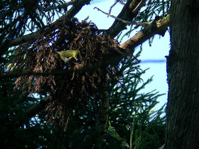 久々の鳥見んぐ_e0076425_12591595.jpg