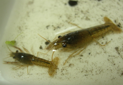 驚くばかりザリガニ 子供 画像 かわいいディズニー画像 驚くばかりザリガニ 子供 画像 かわいいディズニー画像