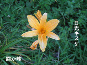 a0070029_15372490.gif