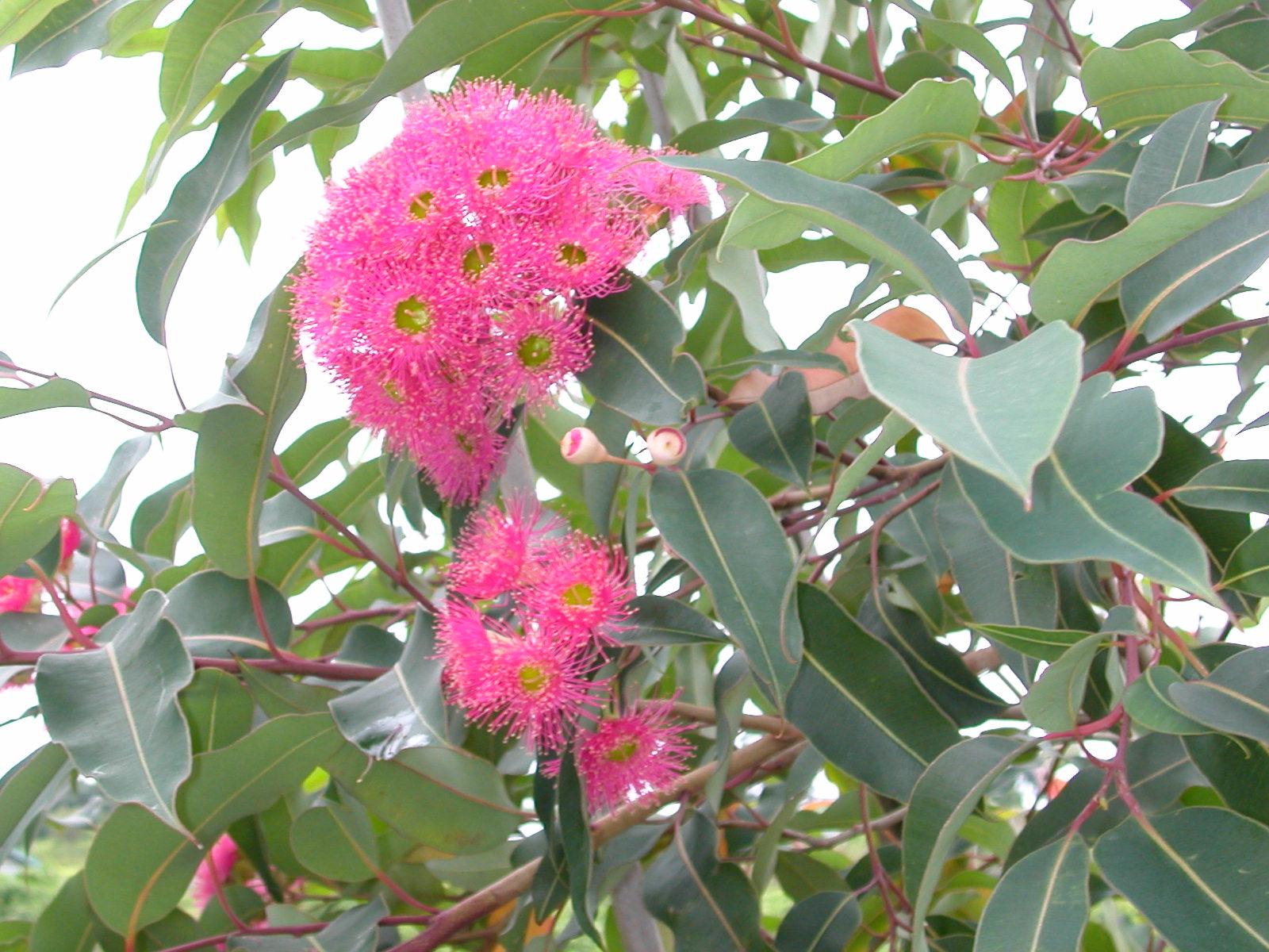 ユーカリ 自然とともに生きる