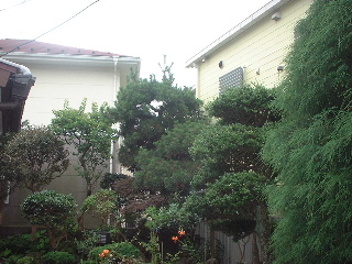 松の剪定_f0031037_20493872.jpg