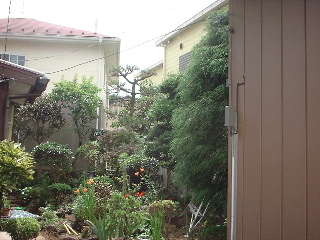 松の剪定_f0031037_20511629.jpg