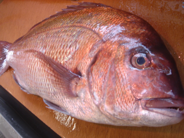 魚の三枚下ろし 鯛を使って説明します 魚屋三代目日記 魚の三枚下ろし 鯛を使って説明します 魚屋三代目日記