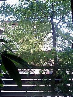 d0078178_0303323.jpg