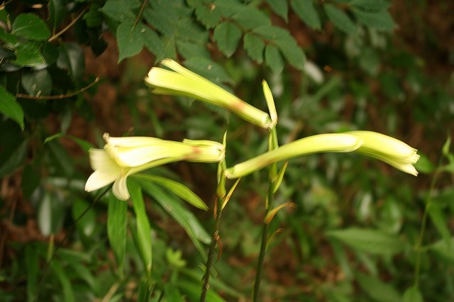 e0024081_15354910.jpg