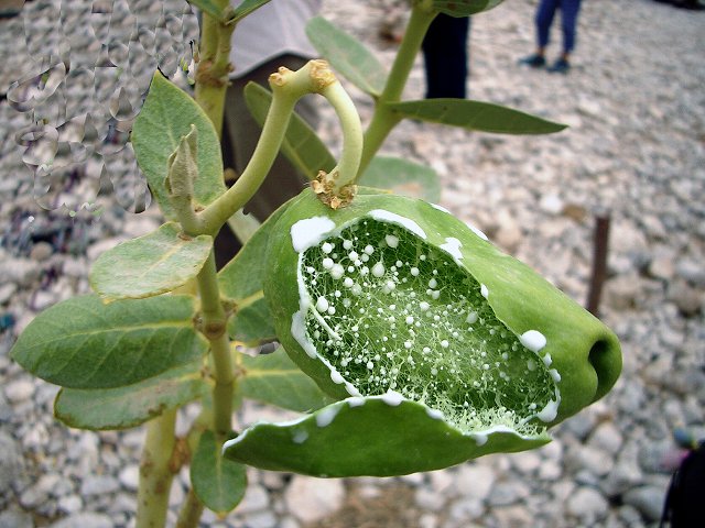 珍しき乾燥帯の植物 写真でイスラーム