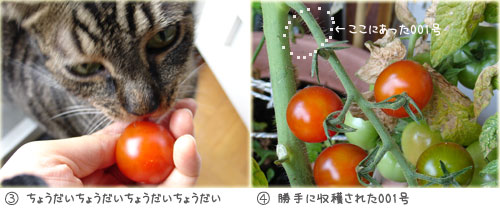 プチトマト001号の収穫(こ)_a0034198_3205027.jpg