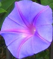 MORNING GLORY_e0068900_2252998.jpg