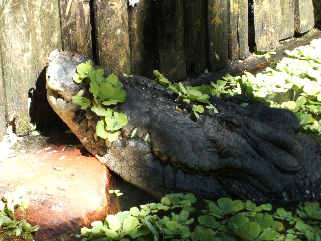 f0065006_2048045.jpg