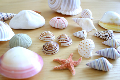 shells・・・LA便り_b0088124_637513.jpg