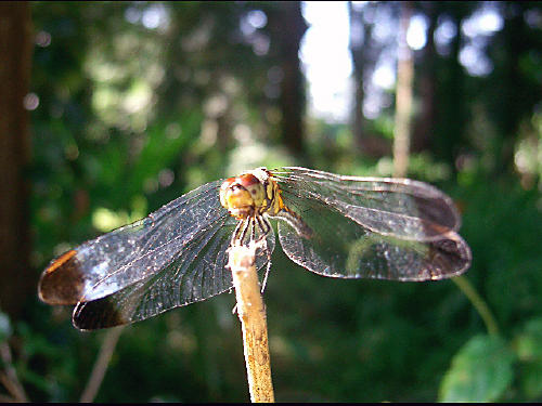 f0031546_8114062.jpg