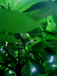 mini live at pinon-pinon_c0081949_2241326.gif