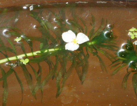 カナダモの花 beachmollusc ひむかのハマグリ