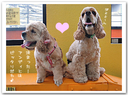 7月23日...Dog Cafe&Run*Wan*へ_e0079359_20342381.jpg