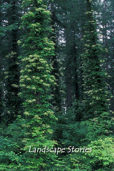 e0083559_053177.jpg