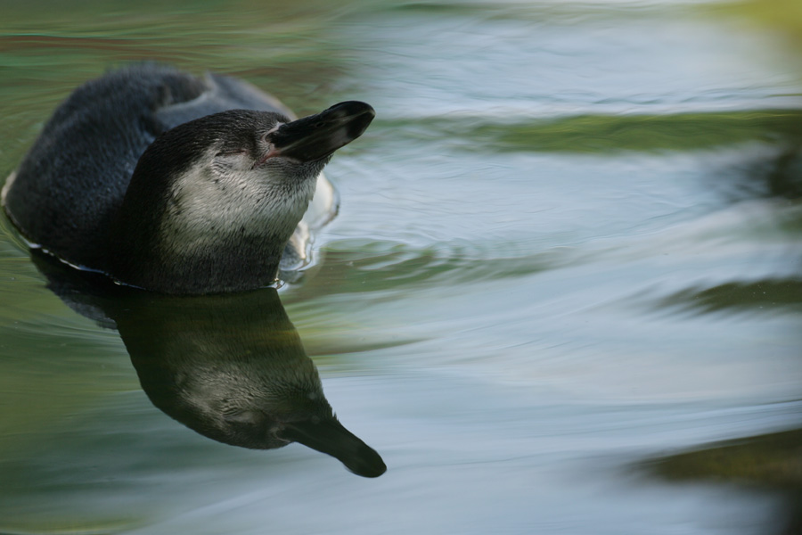 天王寺動物園204_e0060169_2243950.jpg