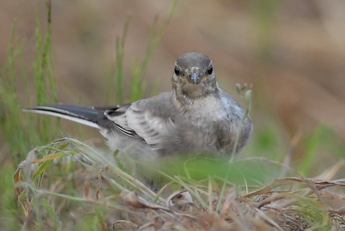 ハクセキレイ幼鳥_f0053272_11565643.jpg