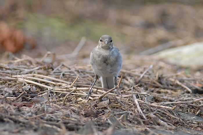 ハクセキレイ幼鳥_f0053272_1202996.jpg