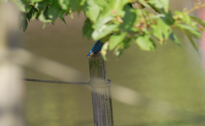 ハクセキレイ幼鳥_f0053272_12102283.jpg