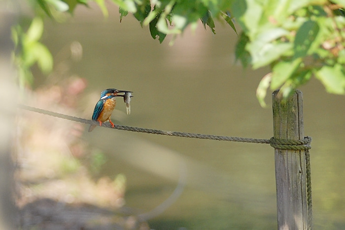 ハクセキレイ幼鳥_f0053272_12103915.jpg