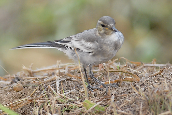 ハクセキレイ幼鳥_f0053272_122308.jpg