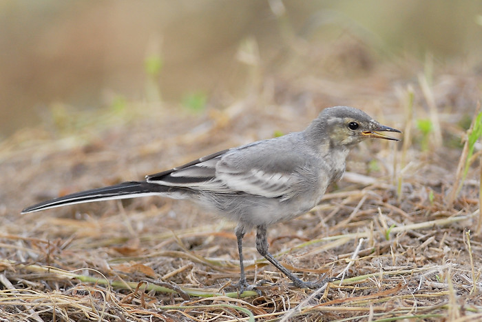 ハクセキレイ幼鳥_f0053272_1264178.jpg