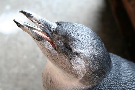 ペンギンの赤ちゃん_d0064399_6194511.jpg