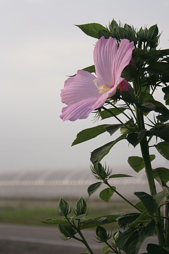 e0080212_2243157.jpg