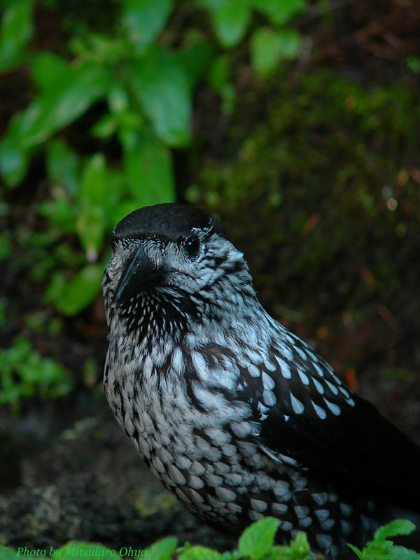 f0003418_20504610.jpg