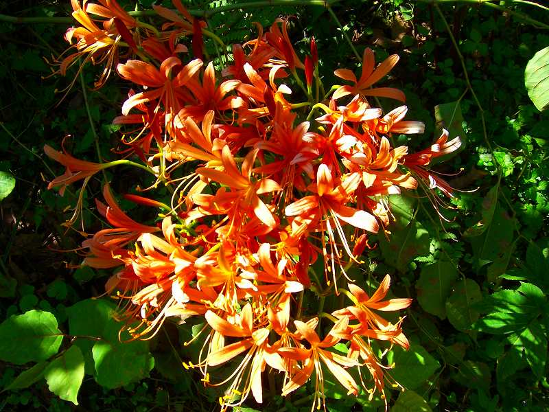 オオキツネのカミソリ花観賞＆井原山(983m)登山_f0083622_1481055.jpg