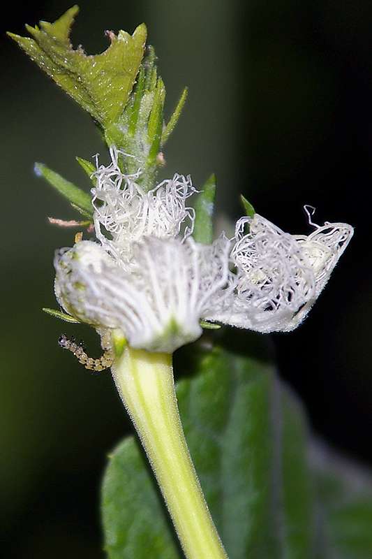 幻想的な烏瓜の花_d0018223_6585629.jpg