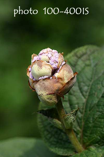 《花》　タマアジサイです。_c0080036_205788.jpg