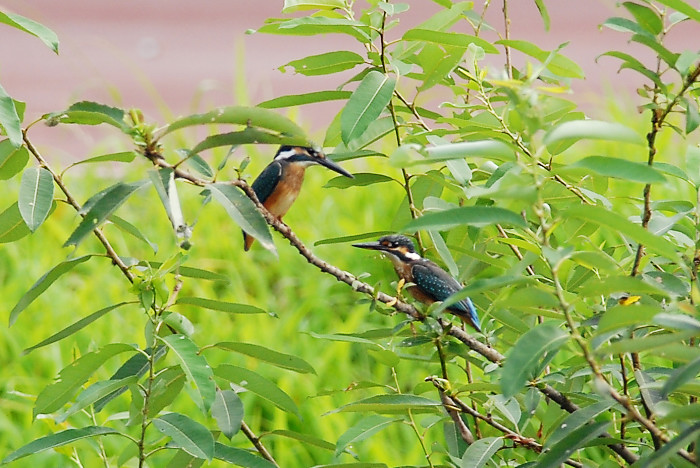 カワセミ幼鳥_f0053272_8104252.jpg