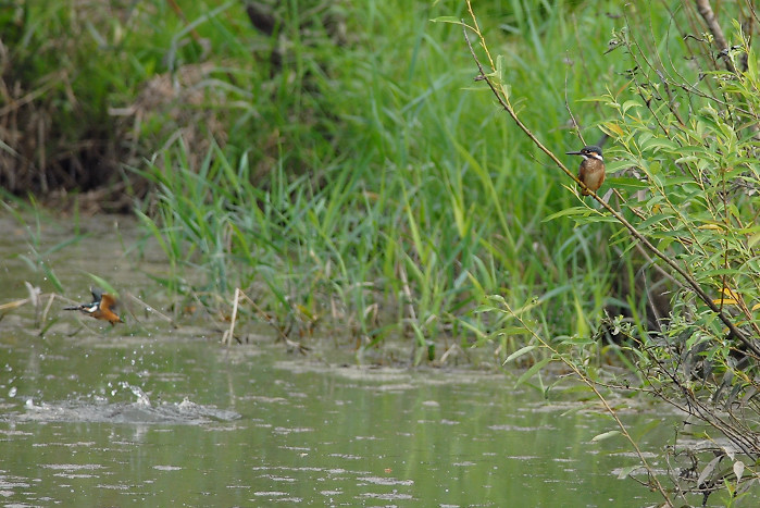 カワセミ幼鳥_f0053272_8112455.jpg