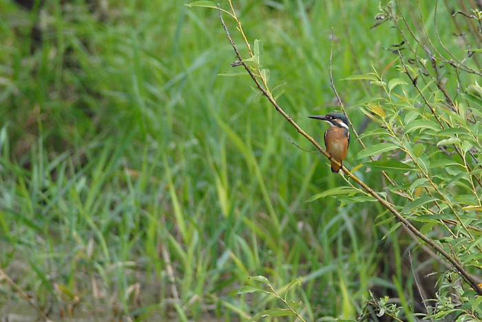 カワセミ幼鳥_f0053272_8122128.jpg
