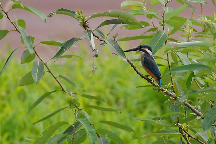 カワセミ幼鳥_f0053272_812265.jpg