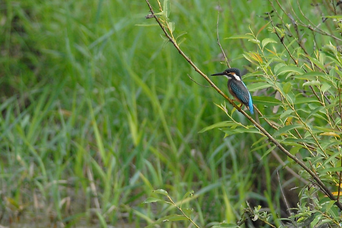 カワセミ幼鳥_f0053272_813095.jpg