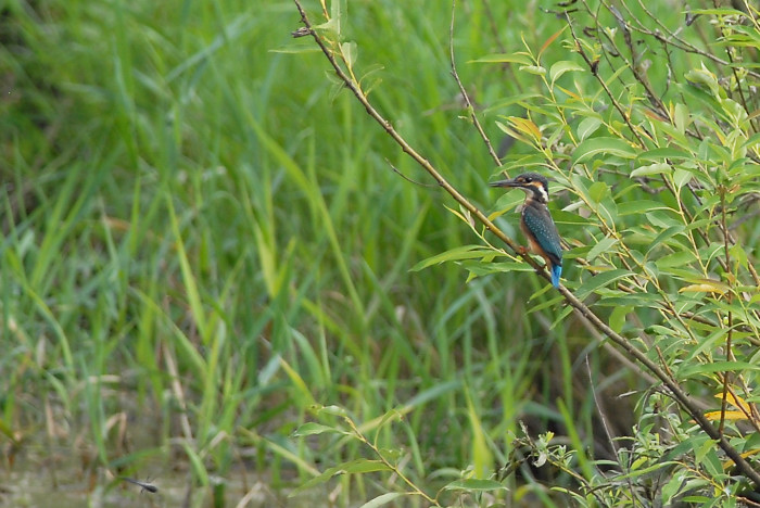 カワセミ幼鳥_f0053272_813425.jpg
